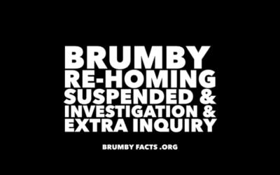 BRUMBY REHOMING SUSPENDED
