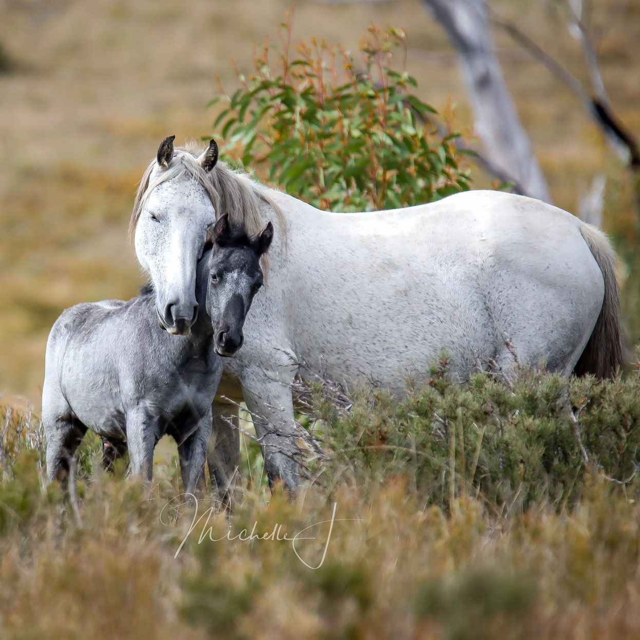 michelle-brown-brumby-facts-brumbies-petition-snowy-mountain-knp