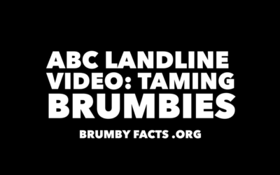 ABC NEWS REHOMING BRUMBIES
