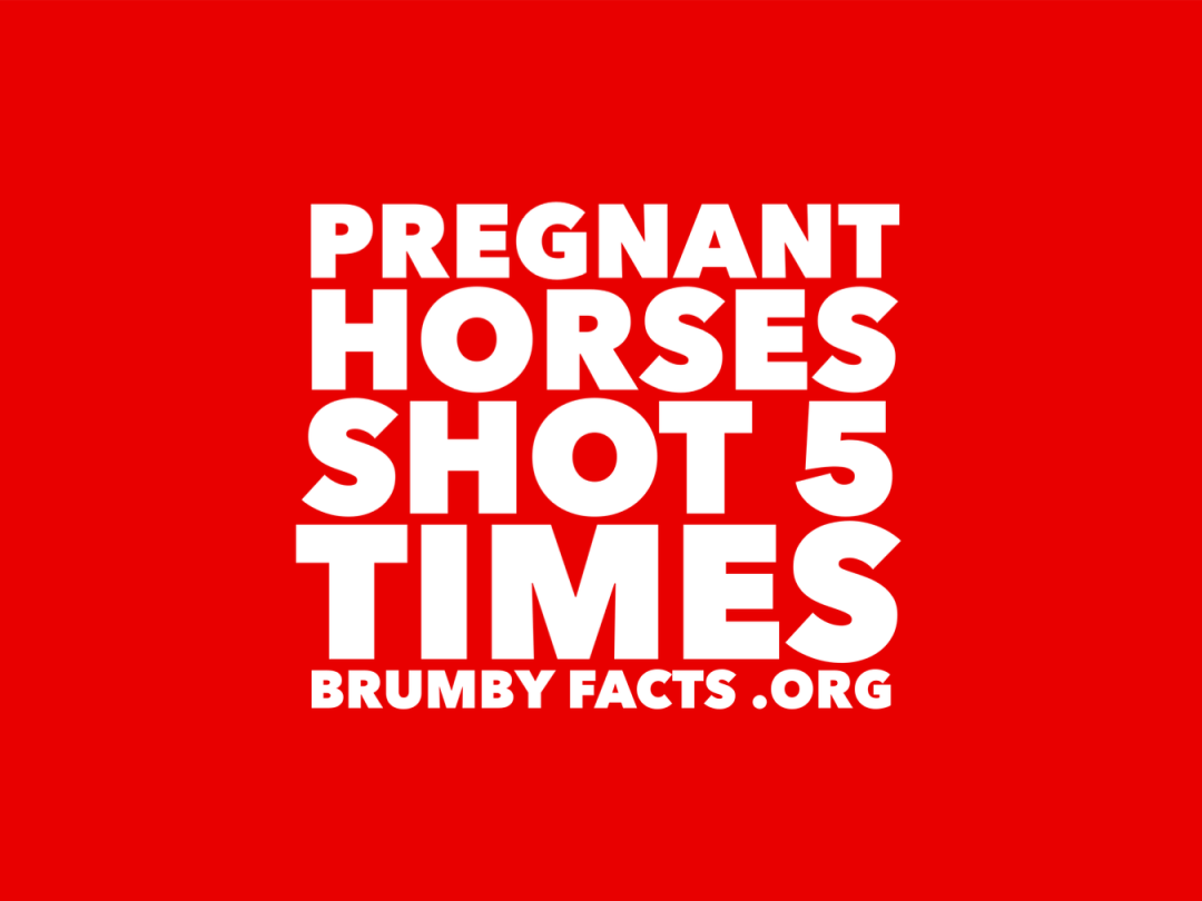 SILVER SPRINGS EQUINE